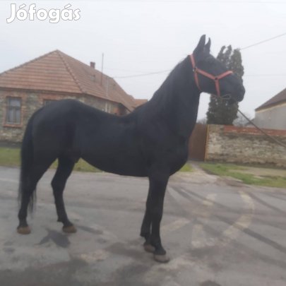 eladó lipicai csödör