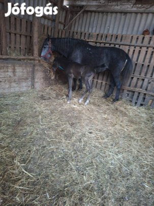 eladó lipicai kanca