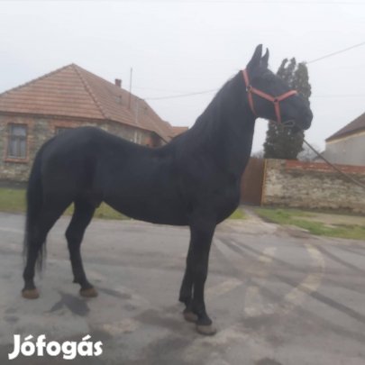 eladó lipicai ló