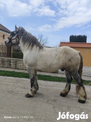 eladó magyar öshónós csödör