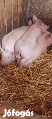 eladó malac!