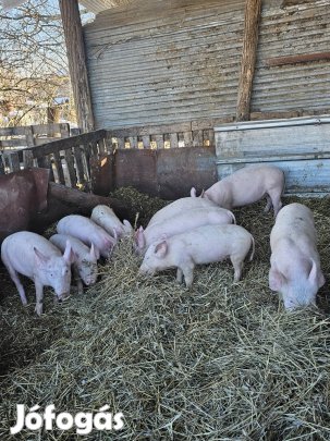 eladó malacok