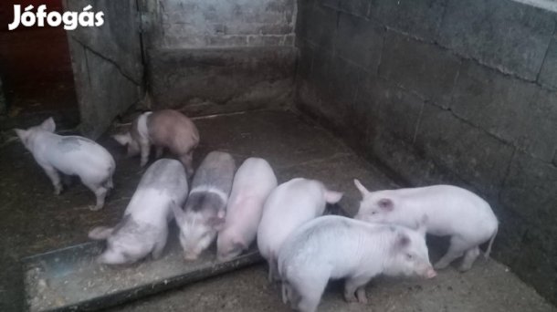 eladó malacok Gyulafirátóton!