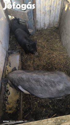 eladó malacok Nagykátán