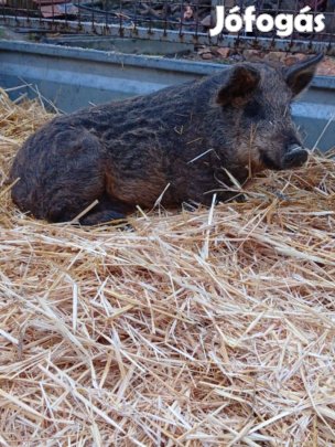 eladó mangalica&durok süldö!