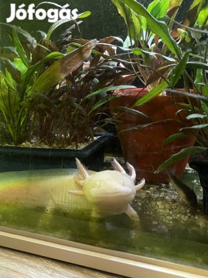 eladó mexikói axolotl