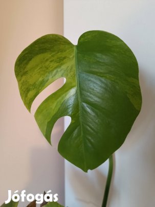 eladó monstera aurea