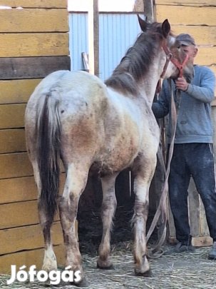 eladó noriker csödör csikó 