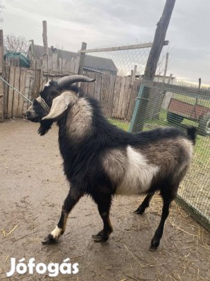 eladó nubiai bak kecske