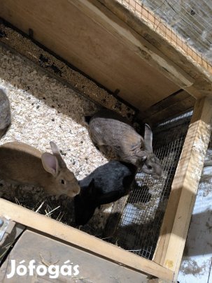eladó nyúl Szabolcsban 