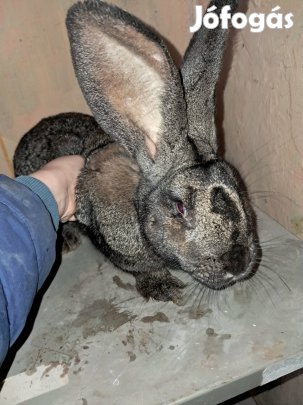 eladó nyúl majd ha lesz kis nyulai jövö hónapba lesznek