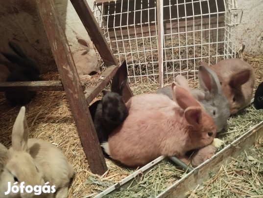 eladó nyulak