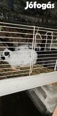 eladó nyulak