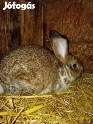 eladó nyulak 