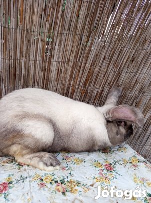 eladó nyúlak.