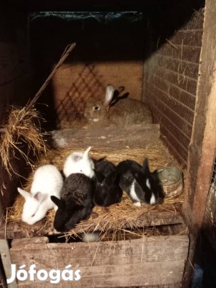 eladó nyulak 