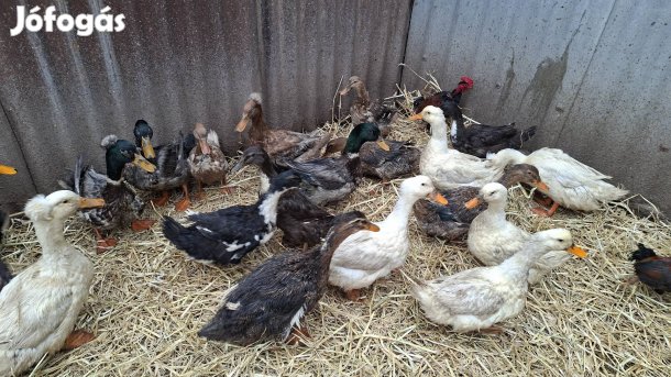 eladó őshonos tenyész kacsák