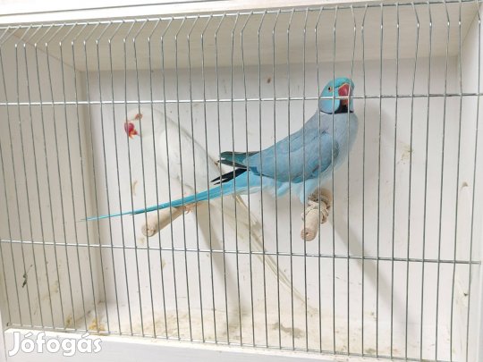 eladó papagáj illetve papagájok. 