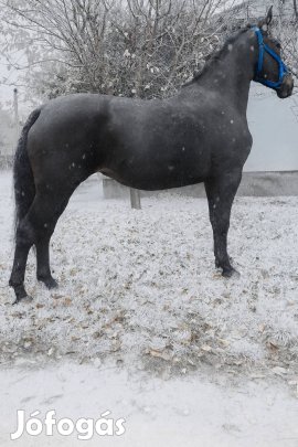 elado papíros kanca