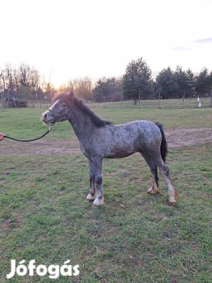 eladó póni csíkó 