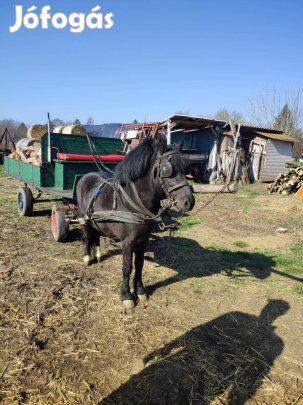 eladó póni csödör 