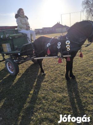 eladó póni fogat 