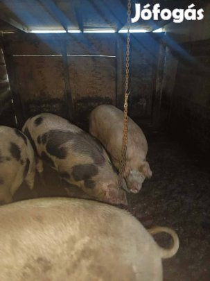 eladó sertés 