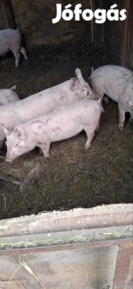 eladó sertés 