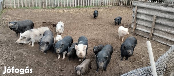 eladó sertés állomány 