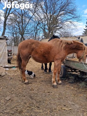eladó sodort kanca ló 