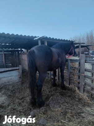 elado sodrott csödör 