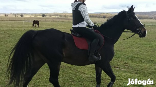 eladó sportló kanca 