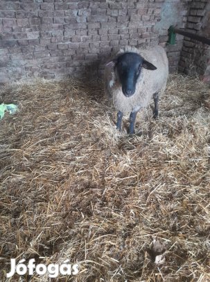 eladó suffolk, tiszta vérű, törzskönyv  nincs 