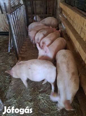 eladó süldö malacok