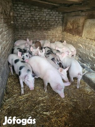 eladó süldö malacok