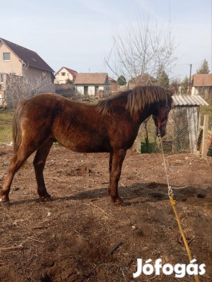 eladó szép csődör csikó 