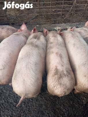 eladó szép süldők Nyíregyházan