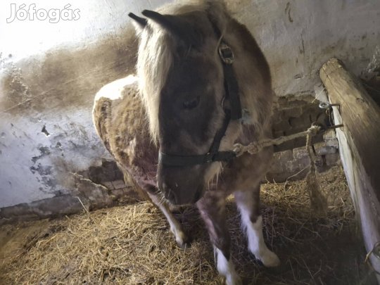eladó szeretett pónink