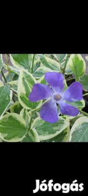 eladó tarka levelű nagy meténg, lila virágú