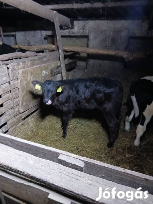 elado tejen nevelkedett kethonapos úszó borju