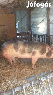 elado tiszta vérü belga pietrin kann