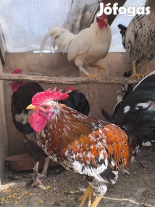 eladó több féle kakas 