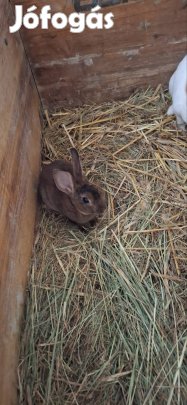 eladó törpe bak nyuszika 