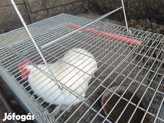 eladó törpe chochin kakas