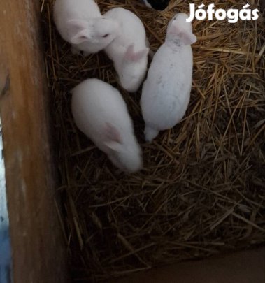 eladó törpe fehér nyuszikák 
