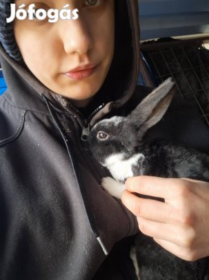 eladó törpe nyuszi