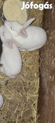 eladó törpe nyuszik vegyes ivarúak 