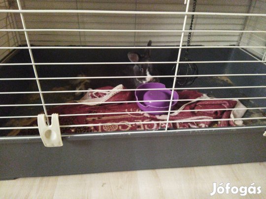 eladó törpenyúl ketreccel