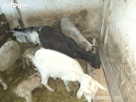 eladó vagó birka es kecske akár tovabb tartasra 
