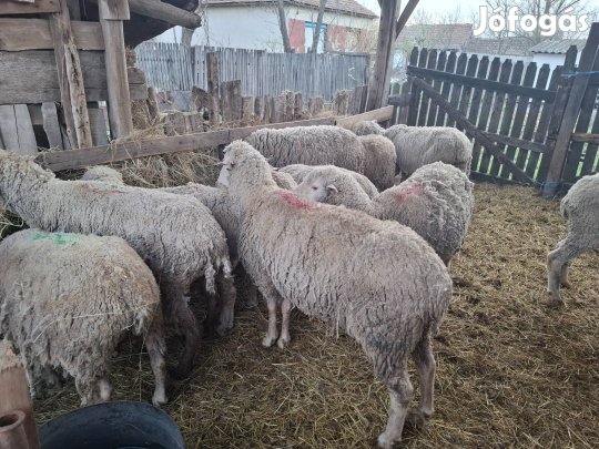 eladó vágóbirkák